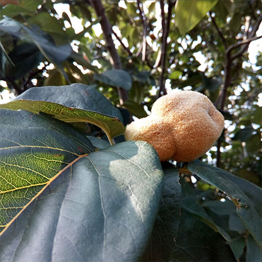 Плод айвы